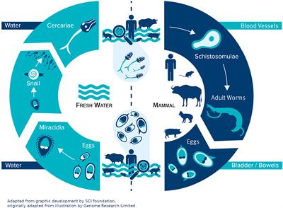 Schistosomiasis zoonosis